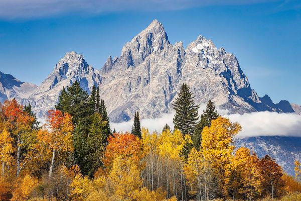 Jones, Adam 아티스트의 Golden aspen trees and Cathedral Group-Grand Teton National Park-Wyoming작품입니다.